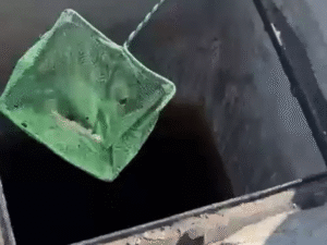 LIZARDS IN WATER TANK 