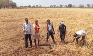 Datia Farmers Distress