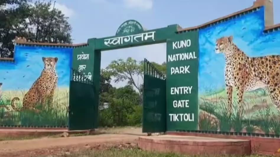 कूनो नेशनल पार्क से आई बूरी खबर: 8 महीने के चीता शावक की मौत, PM रिपोर्ट के बाद होगा खुलासा
