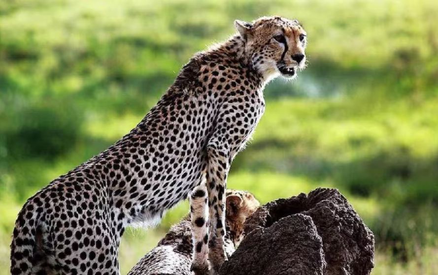 Kuno's cheetah