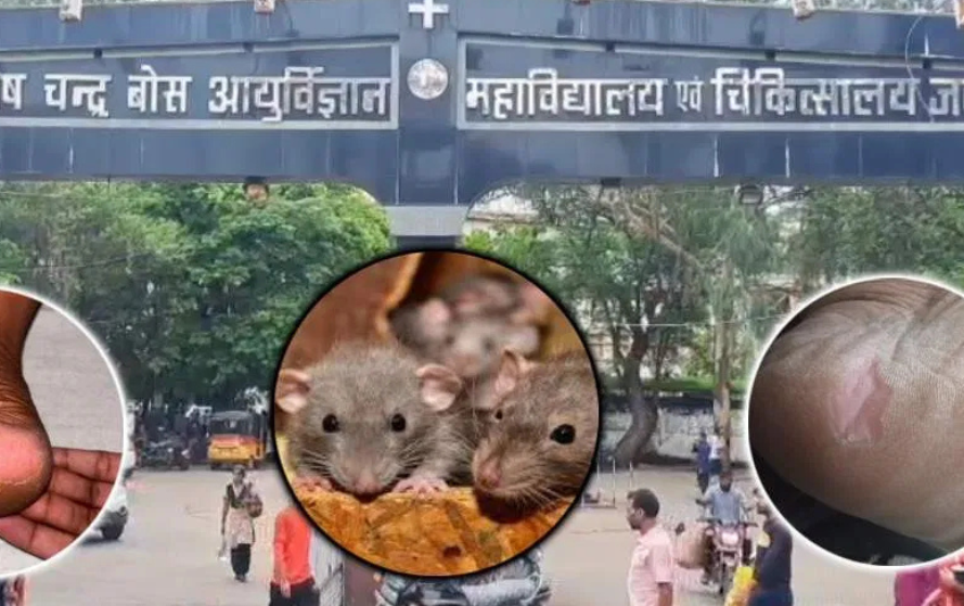 सरकारी अस्पतालों में चूहों का कहर