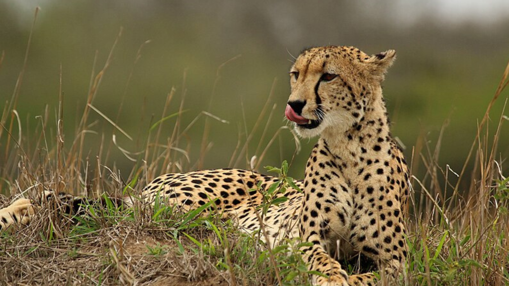 Madhya Pradesh Wildlife