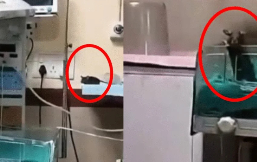 MY Hospital Rat Infestation