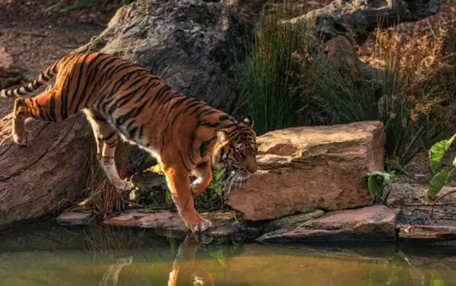 Kanha Tiger Reserve