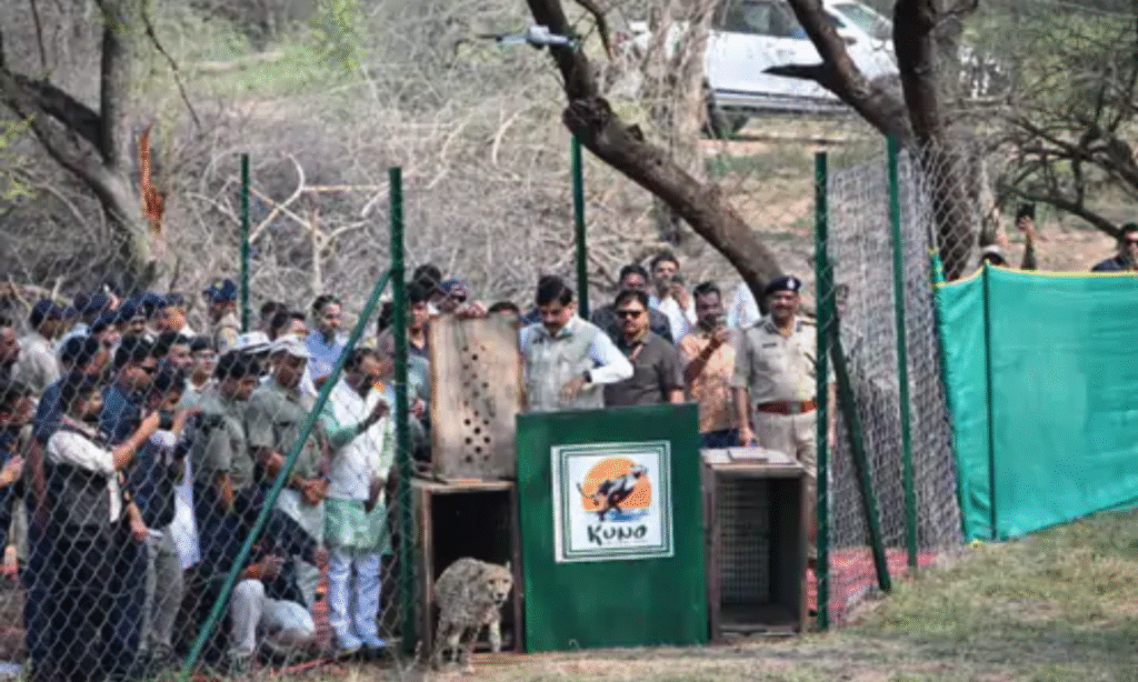 Mohan Yadav Releases Botswana Cheetahs