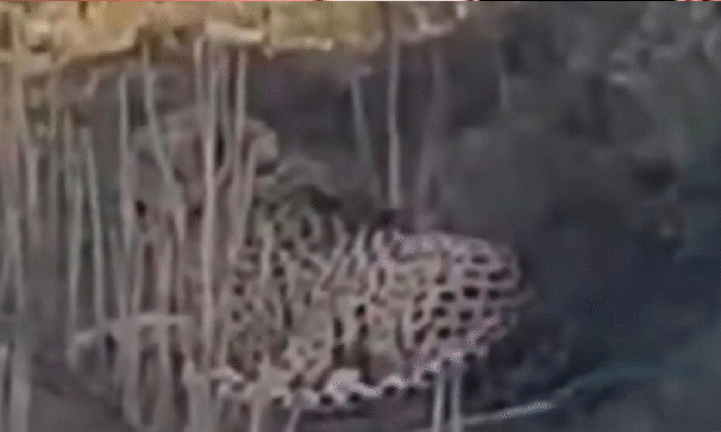 KUNO CHEETAH MOVEMENT